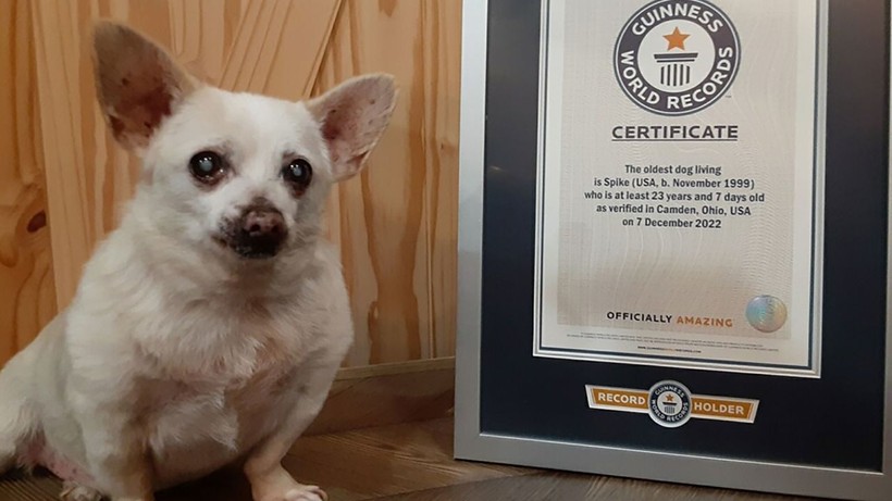 Chú chó Spike được Guinness công nhận là chó cao tuổi nhất thế giới hiện nay.