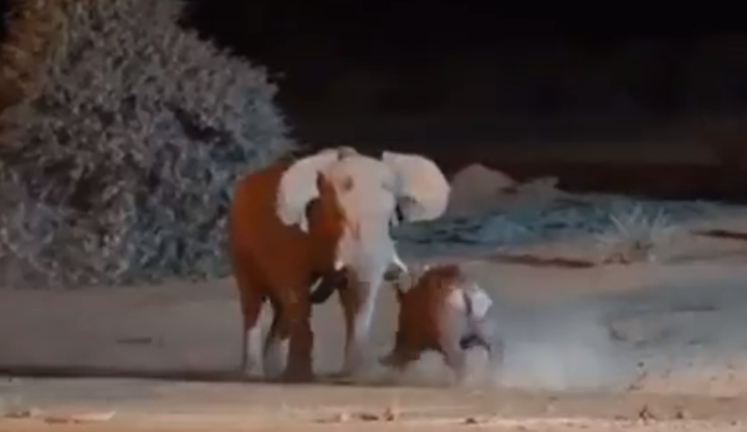 Video giao tranh ác liệt giữa hai gã khổng lồ voi và tê giác
