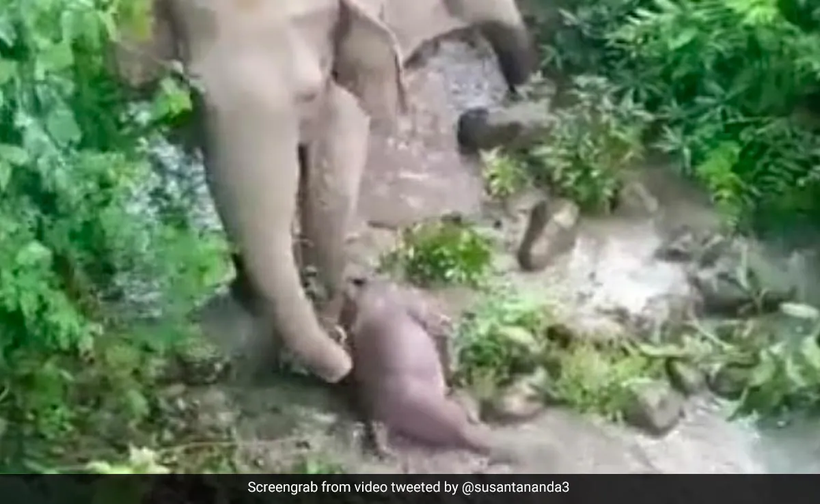 Video xúc động voi mẹ nỗ lực cứu con đã chết 