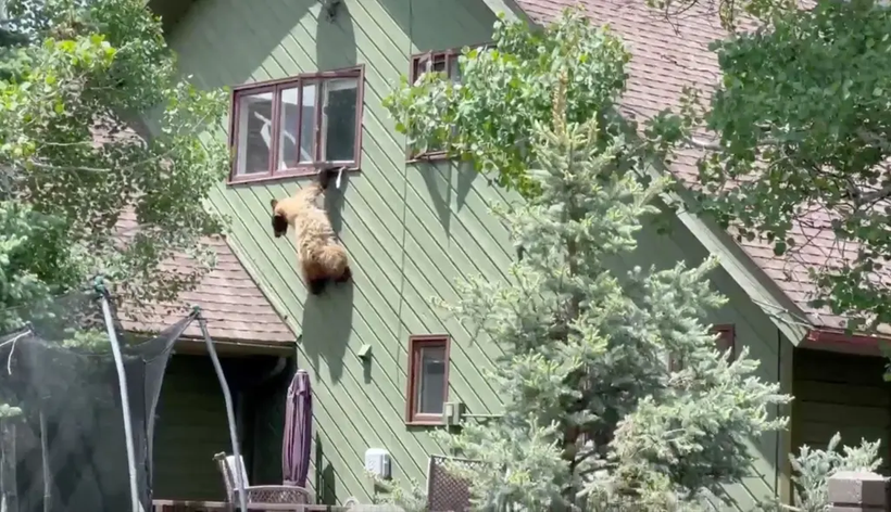 Video gấu lớn đột nhập vào ngôi nhà vắng chủ để trộm đồ ăn