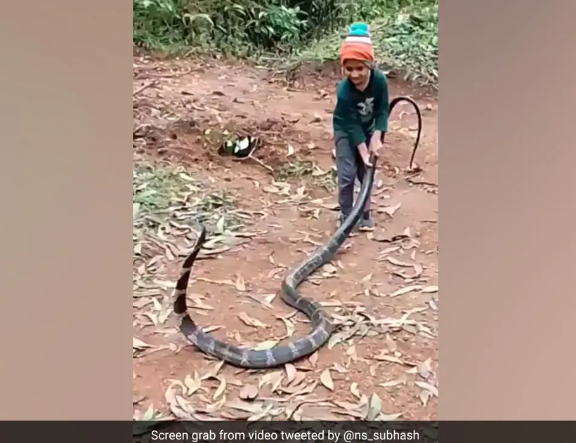 Video cậu bé chơi với rắn hổ mang chúa gây phản ứng trái chiều 