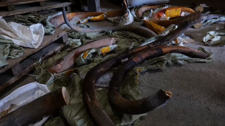 Hơn 1,5 tấn ngà voi ma mút bất hợp pháp bị chính quyền Nga thu giữ ở Khabarovsk.