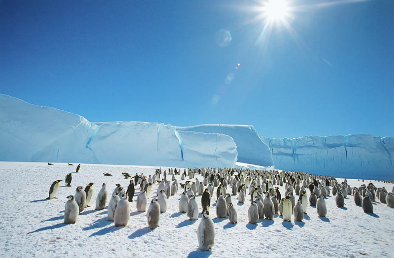 Chim cánh cụt hoàng đế ở Nam Cực (Ảnh: Sputnik)