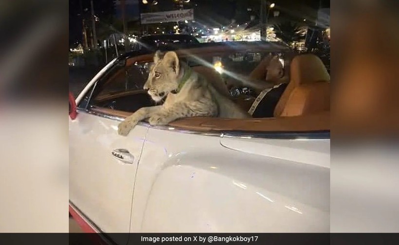 Một chú sư tử trắng ngồi trên xe ở Thái Lan.