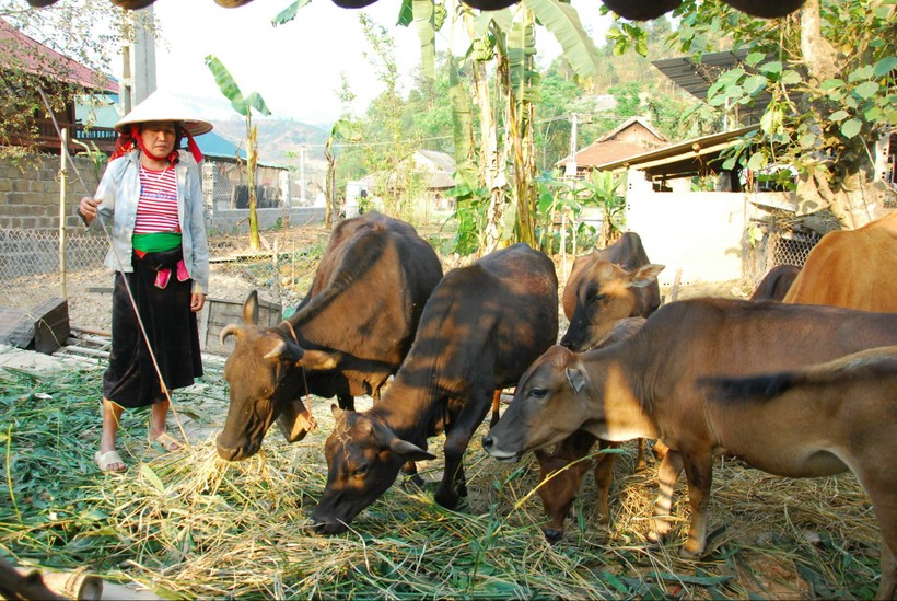 Người dân huyện Mường Ảng chăm sóc gia súc.