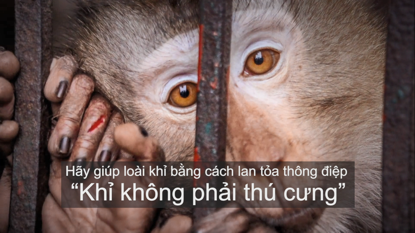 ENV ra mắt phim ngắn “Khỉ không phải thú cưng”