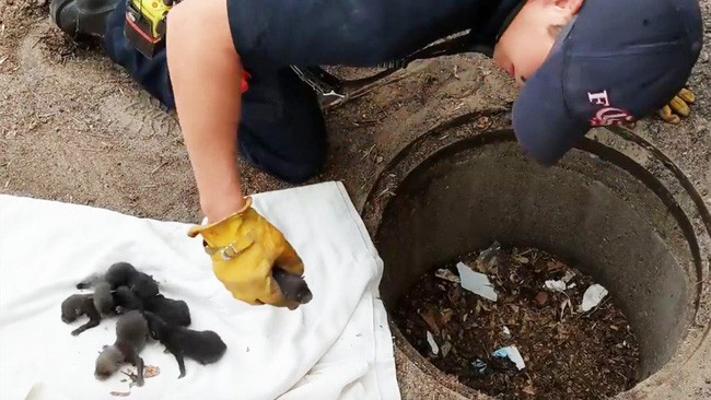 Cứu 8 chú chó nhỏ mắc kẹt dưới cống, đưa đến bác sĩ thú y mới tá hỏa khi biết chúng không phải là chó 