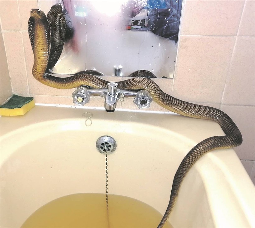 Bà Tossie về nhà và phát hiện con rắn do chồng thả vào bồn tắm (ảnh: Daily Star).