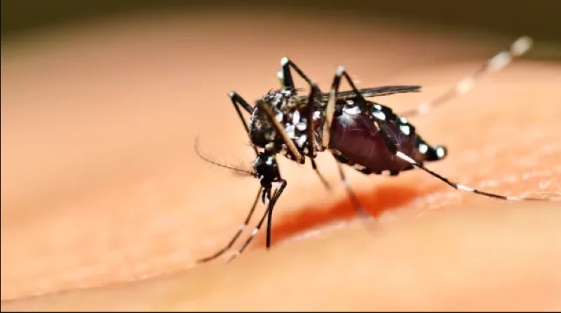 Thả muỗi đực biến đổi gen để diệt muỗi cái