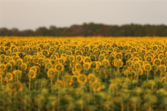 Cánh đồng hoa hướng dương gần Beausejour, Manitoba, Canada còn vài tuần nữa mới có thể thu hoạch.
