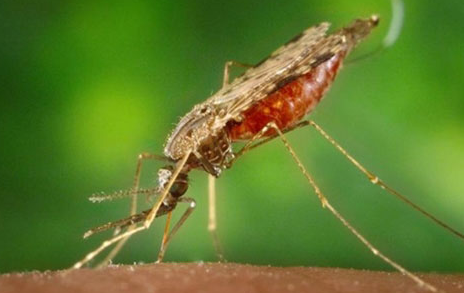 Muỗi Anophen gây bệnh sốt rét