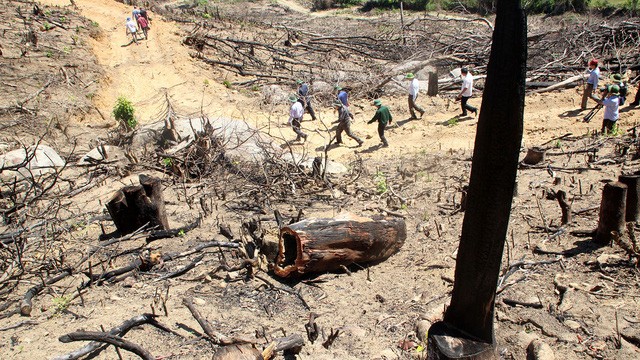 Vụ phá rừng ở Bình Định: Khởi tố, bắt tạm giam chủ công ty nghi chủ mưu