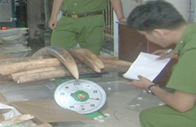 Có chiến sĩ biên phòng tham gia vụ 1,5 tấn ngà voi buôn lậu ở Bạc Liêu