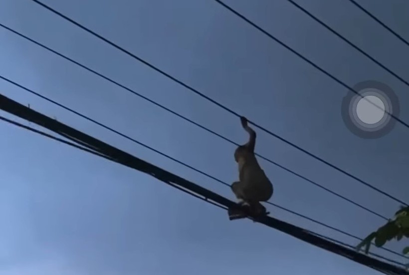 Người phụ nữ thản nhiên leo lên đường dây điện.