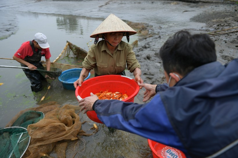 Cá chép đỏ làng Thuỷ Trầm - Phú Thọ đã từ lâu là địa chỉ cung cấp cá chép cho nhiều địa phương dịp ông Công, ông Táo.