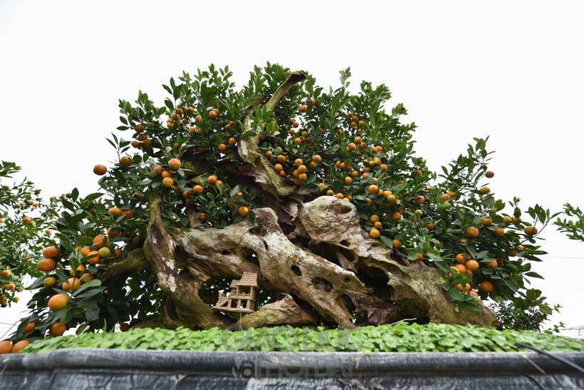 Những cây quất bonsai được ghép với gỗ lũa, được nhà vườn tạo dáng, chăm sóc trong nhiều năm định giá trăm triệu đồng.