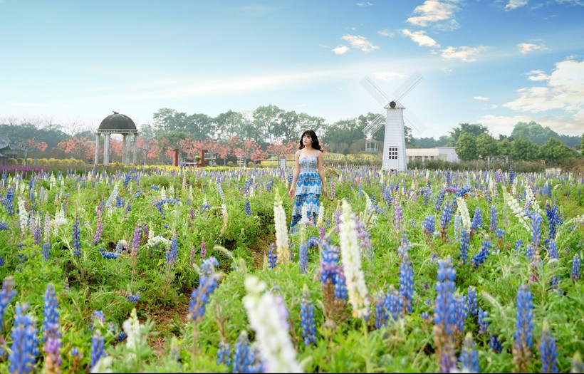 Cánh đồng hoa đậu Lupin rộng khoảng 5.000 m2 đang là địa điểm yêu thích của nhiều bạn trẻ.