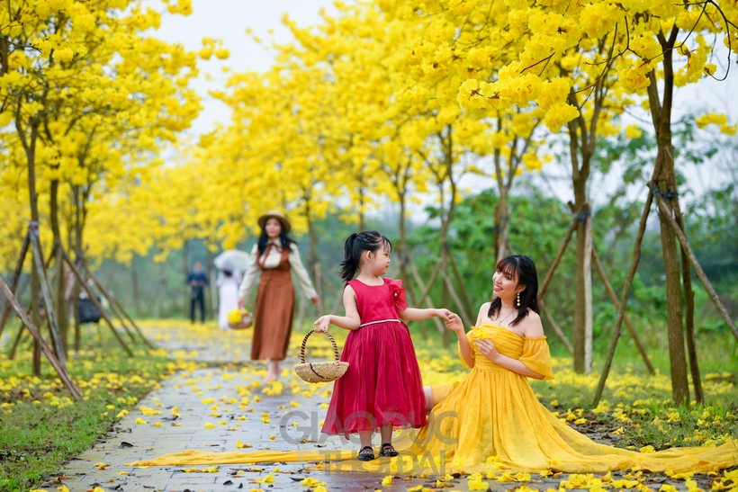 Con đường vàng rực sắc hoa phong linh đang " hot" trên mạng xã hội.
