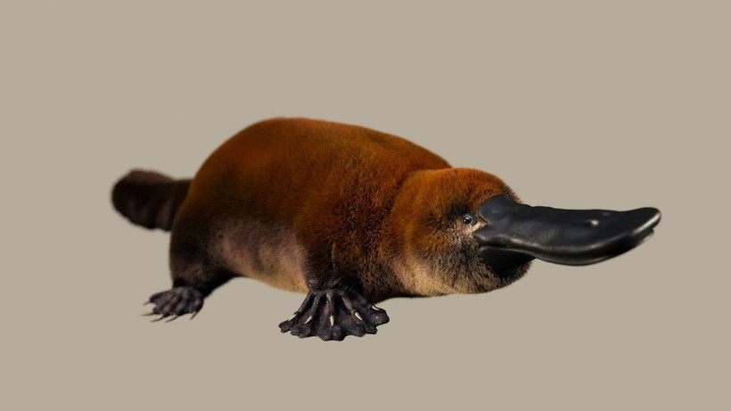 Hình minh họa của một nghệ sĩ về hình dạng của Patagorhynchus pascuali.