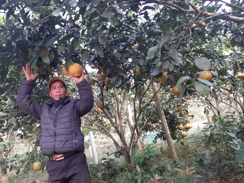 Chuyển đổi cây trồng giúp giảm nghèo bền vững ở Hưng Thịnh.