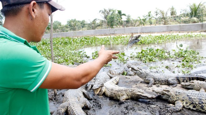 Thương lái Trung Quốc thu gom cá sấu bất thường