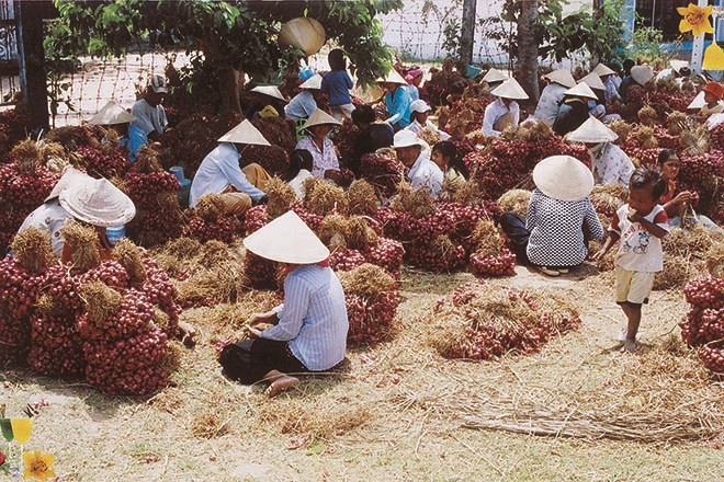Người dân Vĩnh Châu thu hoạch hành tím