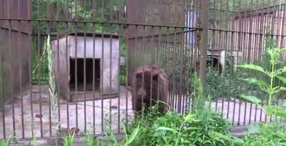 Gấu già tự do sau 20 năm nhốt trong cũi sắt