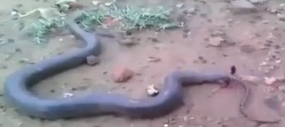 Cận cảnh rắn mẹ “hạ sinh” cả đàn rắn con ở Ấn Độ