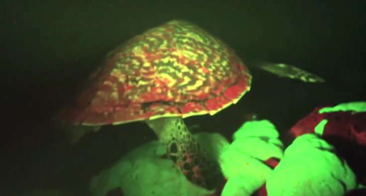 Phát hiện kỳ lạ nhất thế giới: Rùa biển tự phát sáng