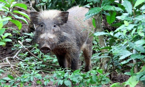 Loài lợn xấu và hiếm nhất hành tinh