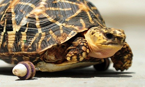 Rùa cũng được mang chân giả