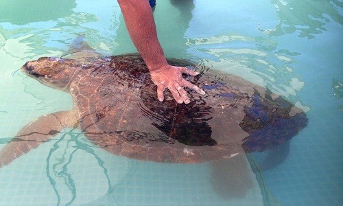 Con rùa Quản Đồng bị nhiều thương tích nặng sau khi du khách lôi nó lên bờ chụp ảnh. Ảnh: Animals Lebanon.