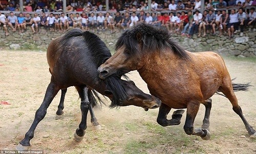 Đấu ngựa là một nghi thức truyền thống trong lễ hội của người Miao, Trung Quốc.