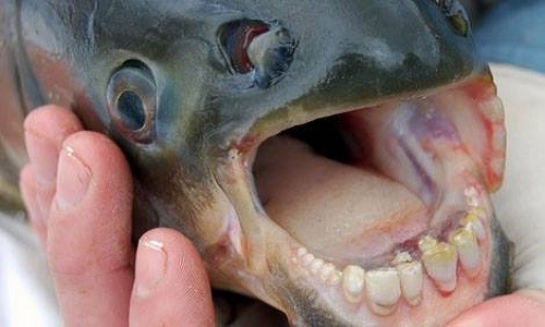 Loài cá pacu bụng đỏ có răng giống người là loài bản địa ở vùng rừng Amazon.
