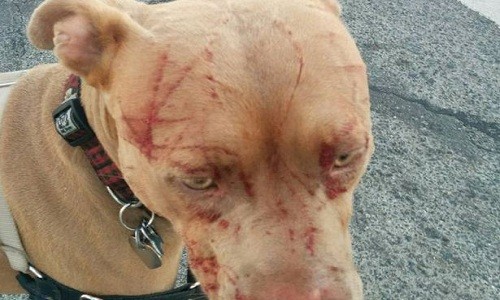 Con chó pitbull tên Bandida bị thương khắp mặt.