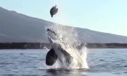 Cá voi sát thủ hất văng rùa lên cao