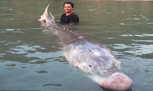 Nick McCabe chụp ảnh cùng con cá tầm khổng lồ có chiếc mũi màu hồng.