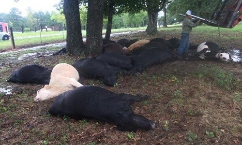 
Đàn bò chết do sét đánh ở Texas. .