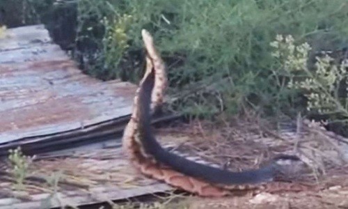 Hai con rắn hổ mang khác loài xoắn chặt lấy nhau nhằm thăm dò sức mạnh đối phương. 