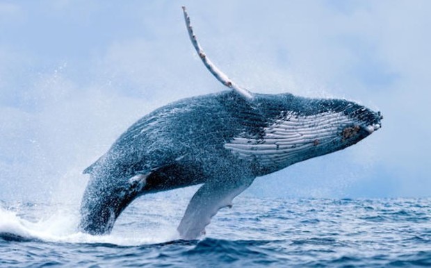 Nguy cơ tuyệt chủng cao ở những loài động vật biển kích thước lớn