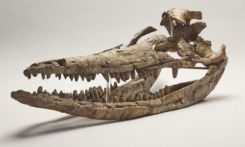 Hộp sọ của hóa thạch ichthyosaur. 