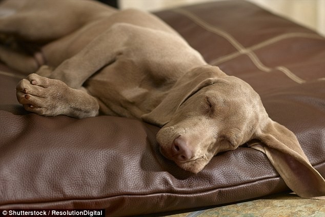 Chó cũng biết mơ khi đi ngủ, và chúng mơ về chủ