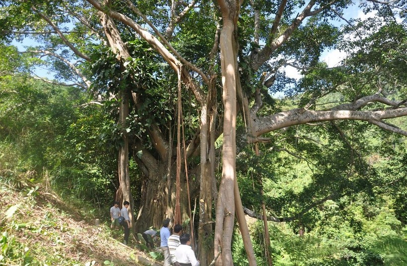 Đường kính thân cây rộng chừng 4m, tán lá tỏa rộng hơn 100m. Xung quanh là hệ thống cây bụi, dây leo mọc chằng chịt. Ước đoán cây đa có tuổi đời hơn 1.000 năm tuổi.