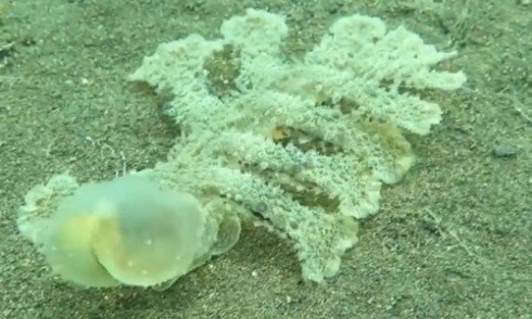 Sên biển Melibe viridis có chiếc đầu trong suốt và 13 chân.