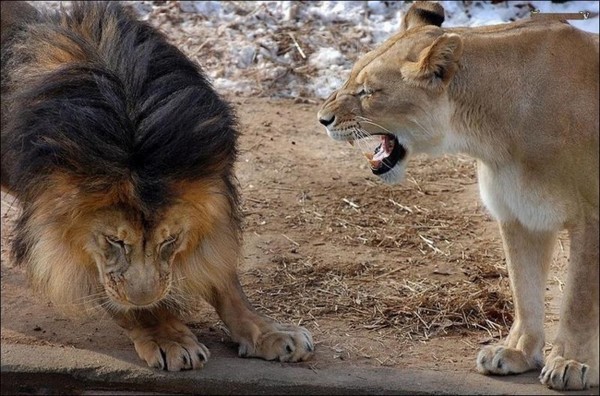 Khoảnh khắc sư tử đực bị vợ “mắng” vì dọa sư tử con
