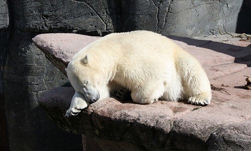 Gấu Bắc Cực đực phải rời sở thú sau khi "ly hôn"