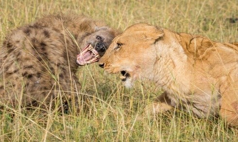 Bầy linh cẩu vây đánh sư tử trong trận chiến giành mồi 