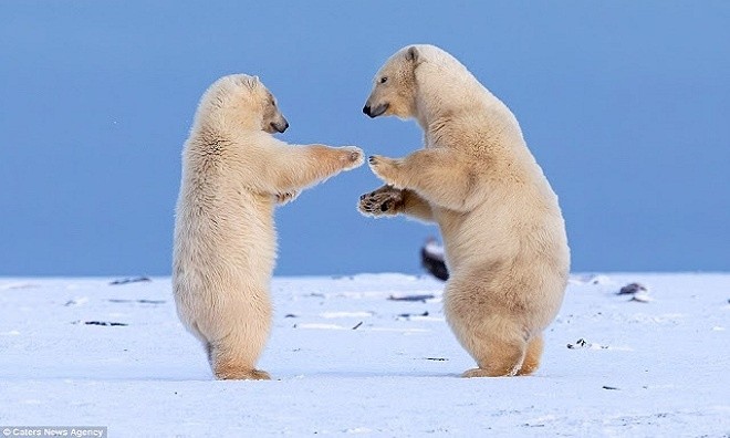 Gấu trắng vui vẻ nhảy múa, hôn nhau giữa trời tuyết 