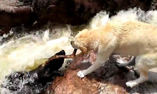 Chó nhanh trí cứu bạn khỏi dòng nước xiết