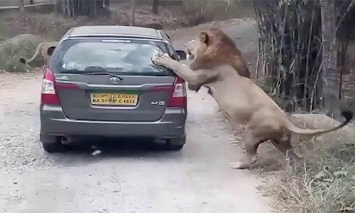 Sư tử giận dữ chồm lên ôtô trong công viên Ấn Độ